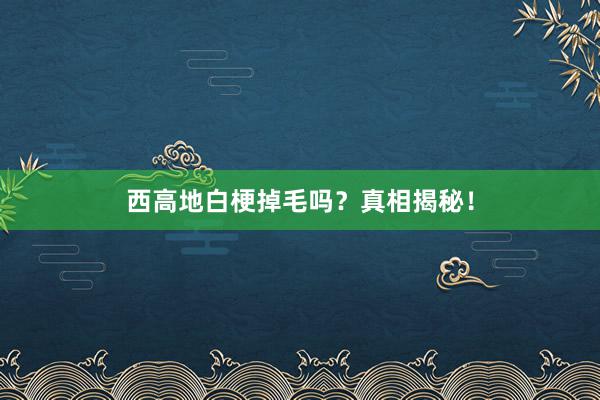 西高地白梗掉毛吗？真相揭秘！